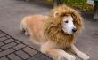 Lion hond kostuum