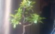 Starten van een Bonsai boom
