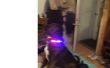 Knipperende LED hond veiligheid kraag! 