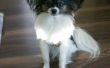 Hond ketting/harnas LED Mod (USB oplaadbare)