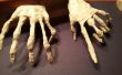 Poseable mummie handen
