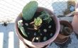 Hoe maak je een Cactus Container tuin