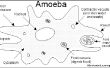 De gevreesde Amoeba Virus