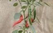 16 tips bij het kweken van hete chilipepers in een koud klimaat