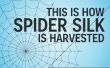 Hoe spider silk wordt geoogst