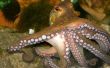 Hoe te jagen en graven uit Octopus