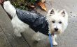 Regenjas snel, goedkoop en hondje