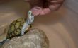 Hoe schoon een aquatische schildpad tank