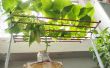 Hoe groeien komkommer binnenshuis