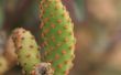 Het verwijderen van Cactus doornen met gemak
