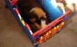 Knex cavia Trap