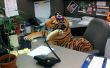 Kast Tiger op het werk