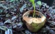 Hoe maak je een ecologische jonge kokosnoot planter