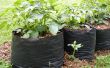 Tater bakken: Aardappel groeien tassen