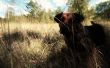 Hond tot hond van de Baskervilles: huisdier foto bewerken
