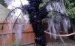 Reuze Spooky Willow Tree