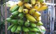 Groene banaan frietjes