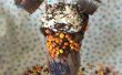 DIY krankzinnig FREAKSHAKES - Peanut Butter Chocolate Milkshake