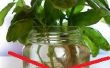 De luie manier/niet-Water weg naar Root/doorgeven basilicum en kruid-y planten
