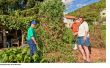SELKE BIODYNAMISCHE CHERRY TOMATENPLANT - de hemelse tomatenplant dat eet aardse Garbage (tabel kladjes)