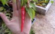 Perpetual paprika, hoe om te groeien chilipepers
