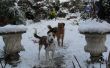 Hoe te houden een hond geamuseerd in de sneeuw