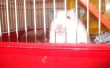 Huisgemaakte hamster behandelen (: