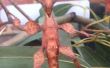 Zorg voor Australische Spiny blad insecten nemen