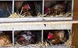Verhogen van uw kippen door gebouw Coops met verschillende Chicken Coop plannen