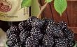 Lekkere zelfgemaakte blackberry wijn