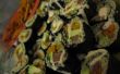 Quinoa bataat Avocado + struisvogel Sushi. 