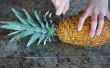 Hoe te snijden en serveren een ananas als een pro! 