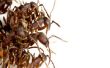 Mier kolonies met behulp van leger mieren verzamelen