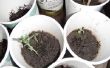 Hoe om te groeien van pea planten binnenshuis