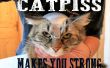 CATPISS - uw katten voorbereiden op de Apocalyps