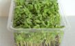 Groeiende zonnebloem Micro Groenen in een Plastic doos salade