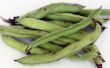 Tuinbonen | Fava Beans