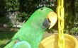 Leuke bloempot Parrot Feeder