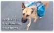 Hond van Wearables (Live Streaming hond Camera)