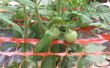 Tuin luifel voor tomaten
