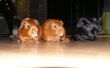 How to Take Care van cavia's