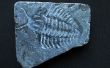 0,00001 jaar oude fossiele