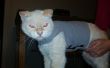 Kat thunder shirt