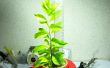 Mijn eerste Hydroponic Plant (Beginner's Guide)