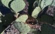 Plant een Cactus Prickly Pear