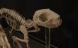 3D-print kat skelet