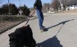 Skatejoring met honden