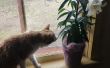 GENEZEN van Lily vergiftiging bij katten (thuis!) 