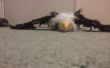 Bald Eagle met 3d afgedrukt hoofd