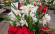 13 bloeiende Plant keuzes voor de kerst, dan Poinsettia